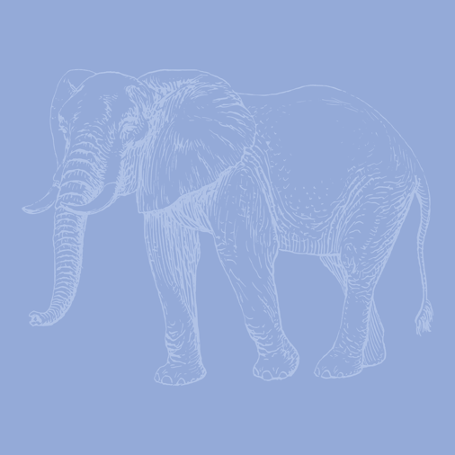 Partner Spotlight Cotembo